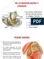 Nervios de La Region Sacra Y Coxigea: - Las Ramas Anteriores de Los Nervios Sacros y Coxígeo Forman 3 Plexos