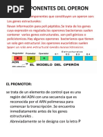 Componentes Del Operon