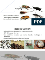 Exposicion Final. Coleopteros