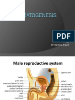 Spermatogenesis