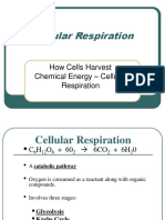 Cellular Respiration