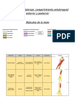 Guia de Musculos 2