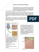 Configuración Interna de Las Glándulas Paratiroides