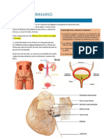 SISTEMA Urinario