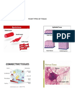 Four Types of Tissue: Austin Sebastian Stem 12-2 Hea