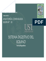 Sistema Digestivo Del Equino