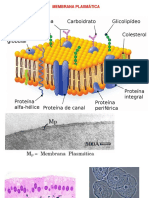 Membrana Plasmática e Transportes