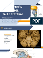 Configuración Externa Del Tallo Cerebral: Ft. Catalina Burbano Salazar