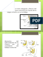 Uraco Embriología