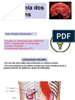 Anatomia Dos Rins PDF