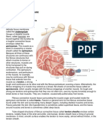 MUSCULAR SYSTEM Written Report