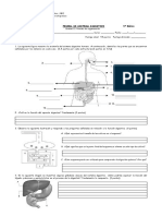 Prueba de Sistema Digestivo 5 Básico