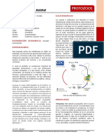 Atlas PArasitologia Endolimax NAna