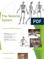 m5 Skeletal System