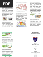 Triptico La Respiración de Los Invertebrados