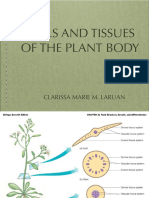 Plant Tissues