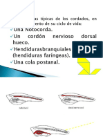 3 Procordados