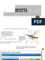 Clase Insecta