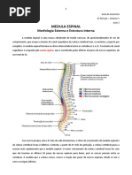 Aula 02 - Medula Espinal