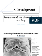 01 Dentin and Pulp