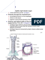 Trachea and Lungs