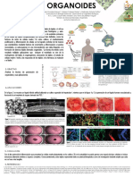 Organoides Cultivo Enblanco