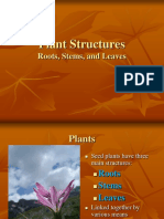 Plant Structures: Roots, Stems, and Leaves