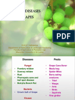 Pest and Diseases of Grapes