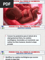 Periodo Fetal