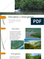 Manglares y Estuarios 01