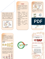 Triptico Sistema Respiratorio