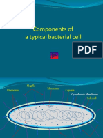 Components of A Typical Bacterial Cell