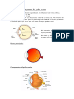 Estructura Del Globo Ocuklar