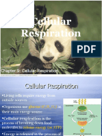 Chapter 9: Cellular Respiration