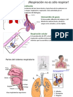 Sistema Respiratorio