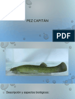 Pez Capitán