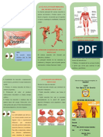 Sistema Muscular