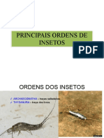 Principais Ordens Dos Insetos