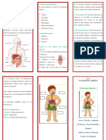 Triptico Sistema Digestivo Nuevo