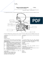 Prueba de Sistema Respiratorio