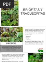 Briofitas y Traqueofitas