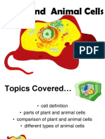 Animal and Plant Cell