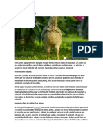 Crianza de Pollos Ecológicos