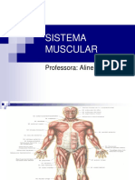 Sistema Muscular