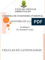 C Lulas en Latifoliadas 1