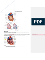 Cardiovascular System Study Sheet