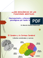 Bases Neurofisiologicas