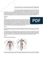 ANATOMY of The Musculoskeletal System