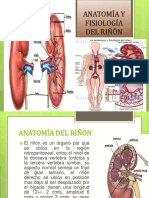 Anatomía y Fisiología Del Riñón