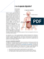 Qué Es El Aparato Digestivo